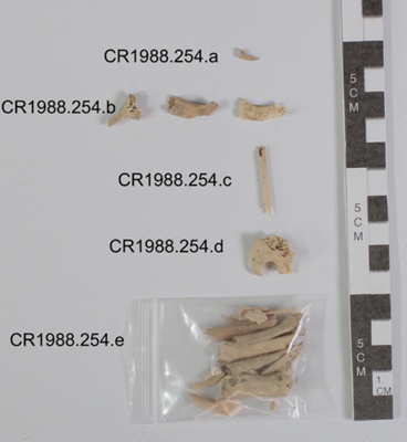 Bones, fragments from unidentified species image item