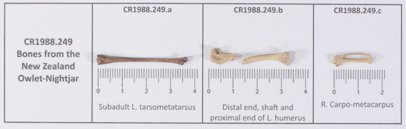 Owlet-nightjar bones