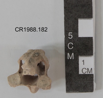 Moa bone, Axis vertebra image item
