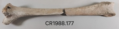 Moa Bone, right tibiotarsus image item