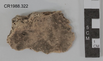 Moa bone, fragment of Right anterior sternum image item