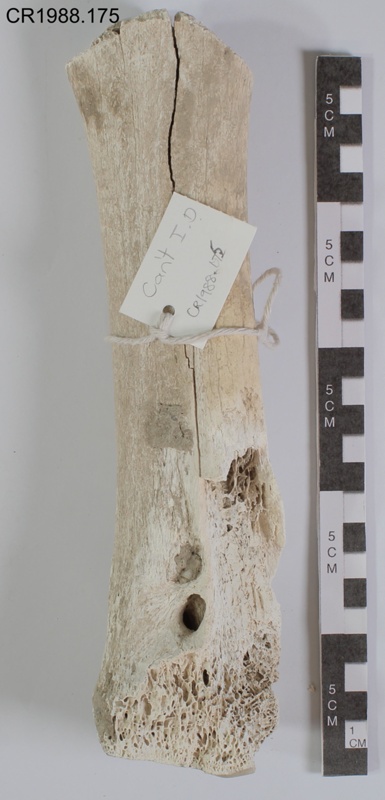 Moa Bone, tarsometatarsus shaft
