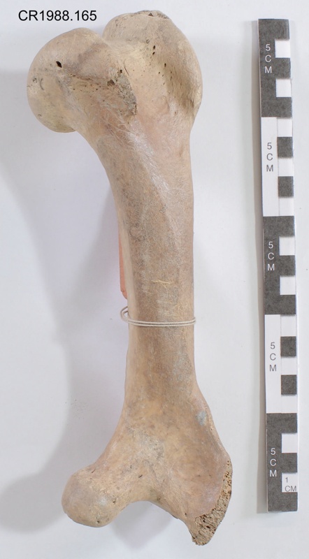 ccdba400c8b74040a50e5ddb88f546