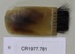 Brush; Unknown maker; Unknown; CR1977.781