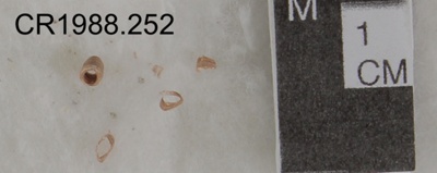 Small tubular bones - possibly trachea image item