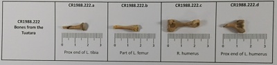 Tuatara bones image item