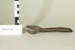 Can opener; Unknown maker; Unknown; CR1977.138