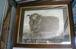 Picture of champion Loombah Ram
; SH1968-144