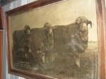 Picture of 3 Loombah sheep 
; SH1968-143