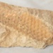 Fossil Fish; Eugowra NSW Australia; 2021/063