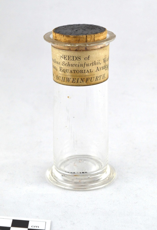 Small Clear Glass Plant Specimen Jar with Cork Closure and Paper Label
