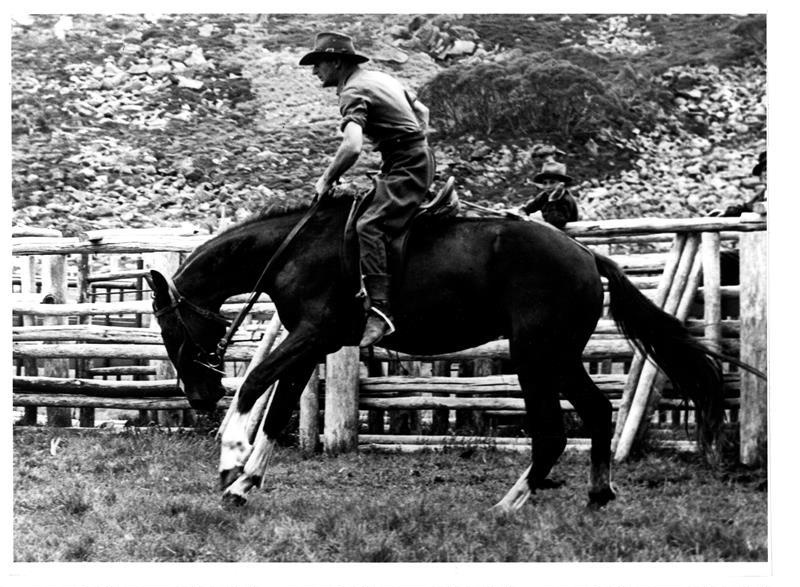 Vincent Russell breaking in a wild horse at the Chalet, 1947 (Bob ...