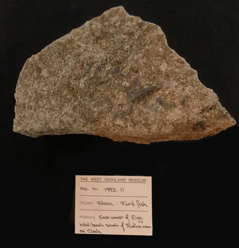 A Fossil Furid Fish Part Of Skull And Other Small Fish Bits 1993 011 On EHive