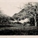 Photo, Trees, Road near No. 270; 1929; RAP2020.0192