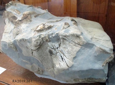 Fossil, Whale /Mātātoka,Tohorā; RA2019.361