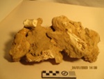 Bone, Moa Bone in sediment.; Mahoenui cavers hut Papakauri Station Awakino.; 2022.0020