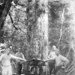 Photo, Four men beside a tree with their axes; 2005/224.93
