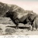 Photo, Chevalier bull; RAP2020.0194b