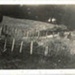Photo, Fencing on paddock, Feb 1939; RAP2020.0184