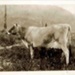 Photo, Bull, Chev's Treasure; 1932; RAP2020.0194c