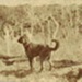 Photo, Farm dog in paddock; RAP2020.0143