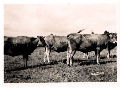 Photo, Three bulls/steers in a row; 1939; RAP2020.0201