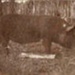Photo, Close up photo of black/brown pig; RAP2020.0140