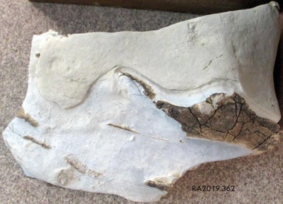 Fossil, Whale /Mātātoka,Tohorā; RA2019.362