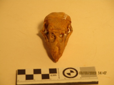 Bone, Kakapo Skull.; Found in the Mahoenui cavers hut on Papakauri station near Awakino.
The cavers hut was used by the Taranaki caving club and other caver groups whilst exploring the local caves.; 2022.0026
