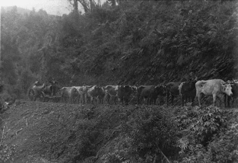 Photo, Bullock team hauling a traction engine; 2005/224.89 | eHive