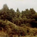 Photo, Trees and bush, Tongaporutu; RAP2020.0159