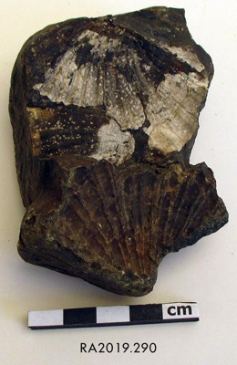 Fossil, Shell /
Mātātoka, Pūmoana; RA2019.290