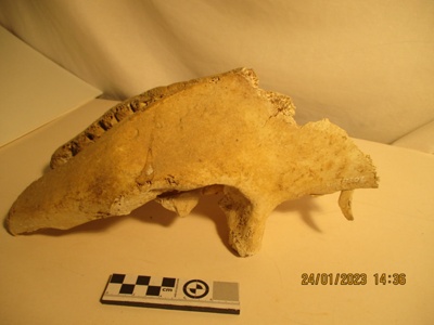 Bone, Moa Torso; Found in the Mahoenui cavers hut on Papakauri station near Awakino.
The cavers hut was used by the Taranaki caving club and other caver groups whilst exploring the local caves.; 2022.0018