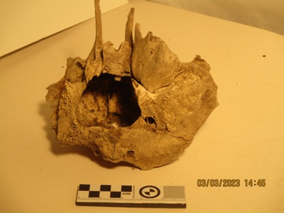 Bone, Moa Torso; Found in the Mahoenui cavers hut on Papakauri station near Awakino.
The cavers hut was used by the Taranaki caving club and other caver groups whilst exploring the local caves.; 2022.0021
