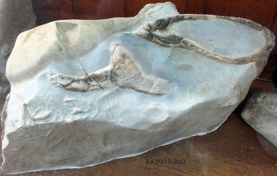Fossil, Whale / Mātātoka,Tohorā; RA2019.360