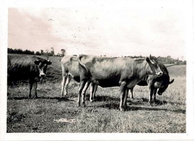 Photo, Four bulls/steers with horns; 1939; RAP2020.0202