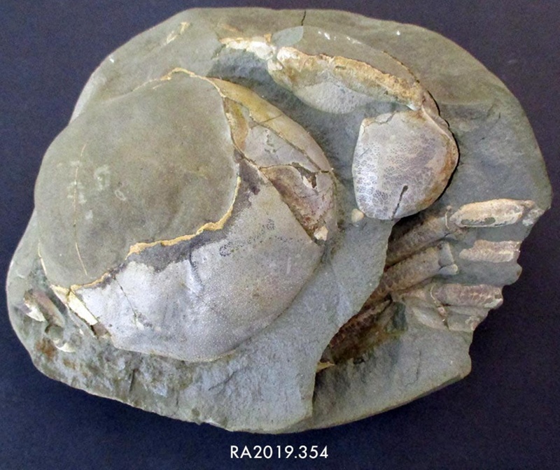 Crab Shell Fossil; RA2019.354 | eHive