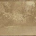 Photo, Trees and bush (faded); RAP2020.0190
