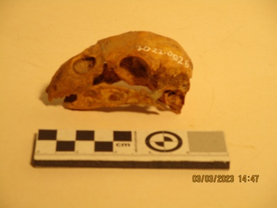 Bone, Kakapo Skull.; Found in the Mahoenui cavers hut on Papakauri station near Awakino.
The cavers hut was used by the Taranaki caving club and other caver groups whilst exploring the local caves.; 2022.0026