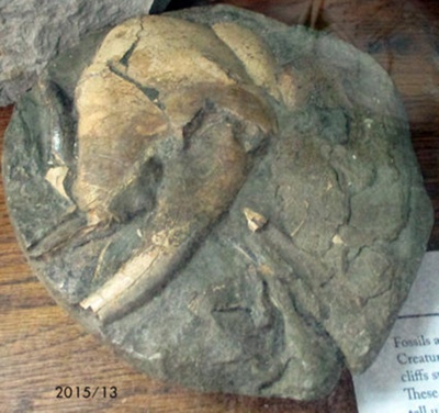 Crab Claw Fossil; RA2019.355