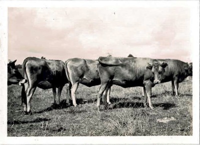 Photo, Five bulls/steers in a row; 1939; RAP2020.0200