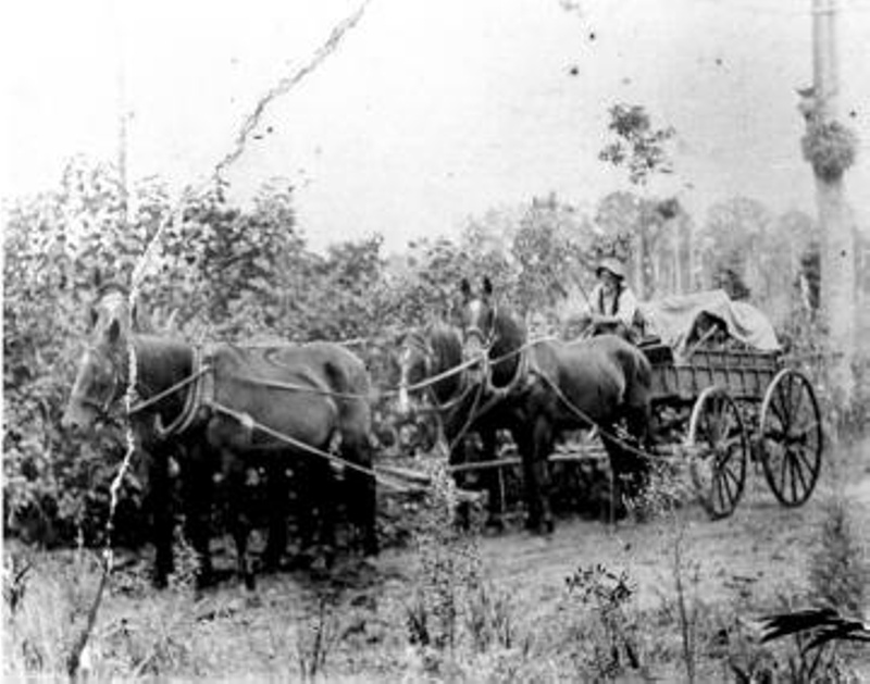 Photo - Four horses drawing wagon with covered load.; P-1263-0 | eHive