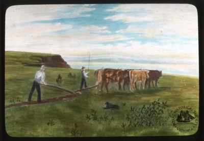 Ploughing with oxen, Portland; Gunn's Slides (Firm); GS-EV-42
