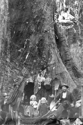 Living in a tree home, Fumina; M Lowenhardt Studios; c. 1907; PH-990091 Living in a tree home, Fumina; M Lowenhardt Studios; c. 1907; PH-990091