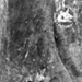 Living in a tree home, Fumina; M Lowenhardt Studios; c. 1907; PH-990091