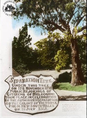 Separation Tree, Botanical Gardens, Melbourne - gs-g-51 Separation Tree, Botanical Gardens, Melbourne - gs-g-51