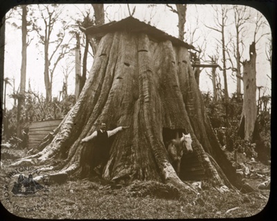 Gum tree stump stable, Gippsland, 1893; T.W. Cameron (Firm); 1893; GS-EV-23