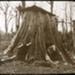 Gum tree stump stable, Gippsland, 1893; T.W. Cameron (Firm); 1893; GS-EV-23