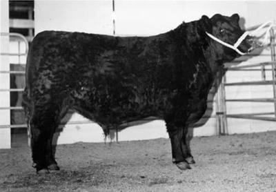 Altonbrook 388 Sold At The 1982 National Angus Sale For 5000, Angus, SL ...