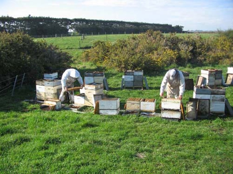 Hives and Honey truck ex Hantz Honey; EHS1368 eHive